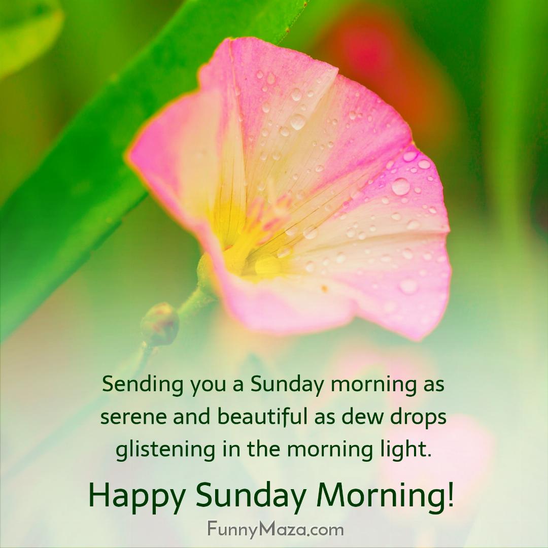 Sending you a Sunday morning as serene and beautiful as dew