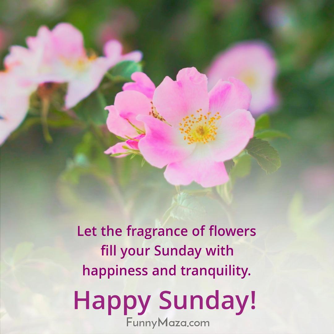 Let the fragrance of flowers fill your Sunday with happiness and