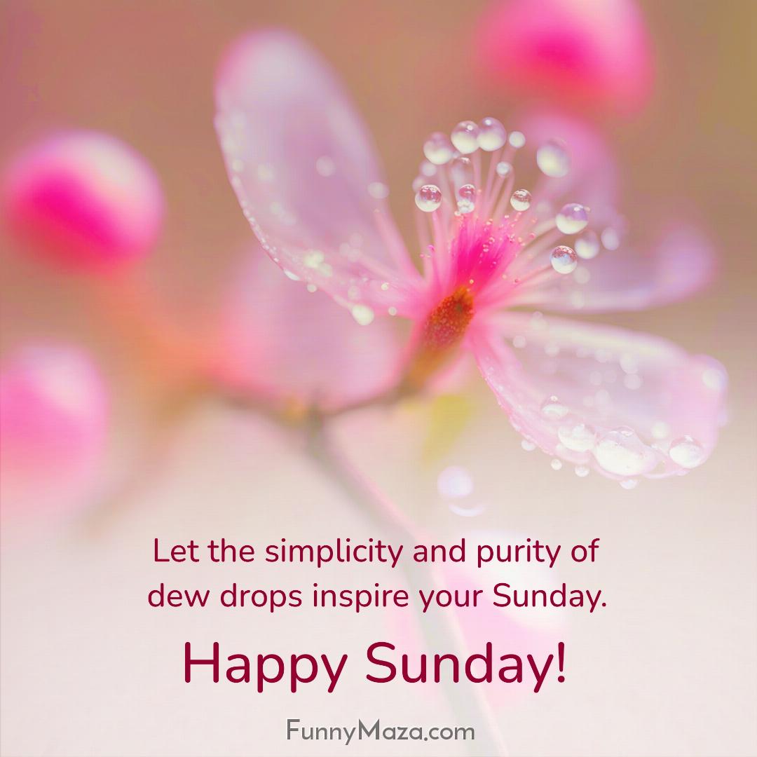 Let the simplicity and purity of dew drops inspire your Sunday