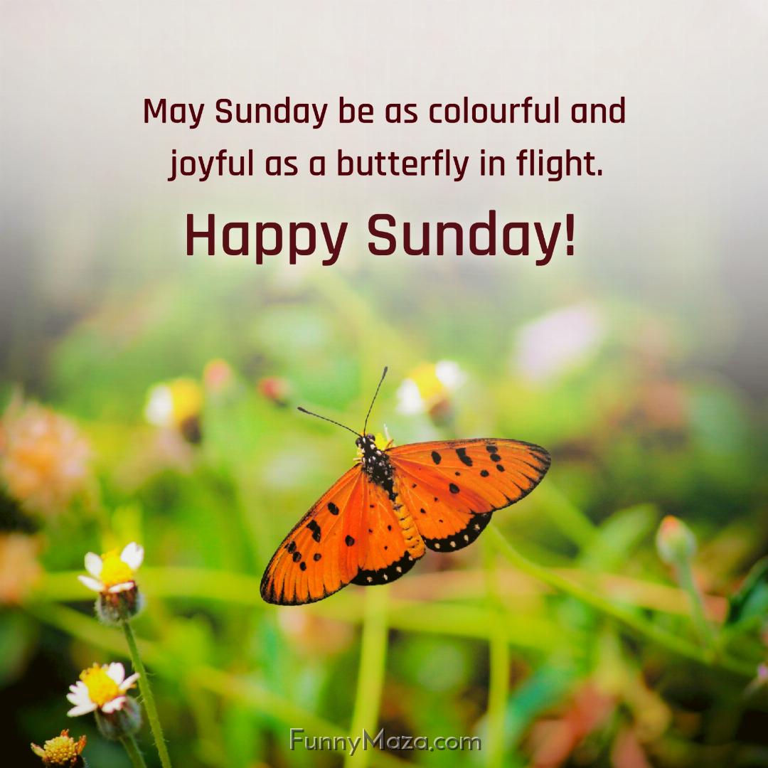 May Sunday be as colourful and joyful as a butterfly in