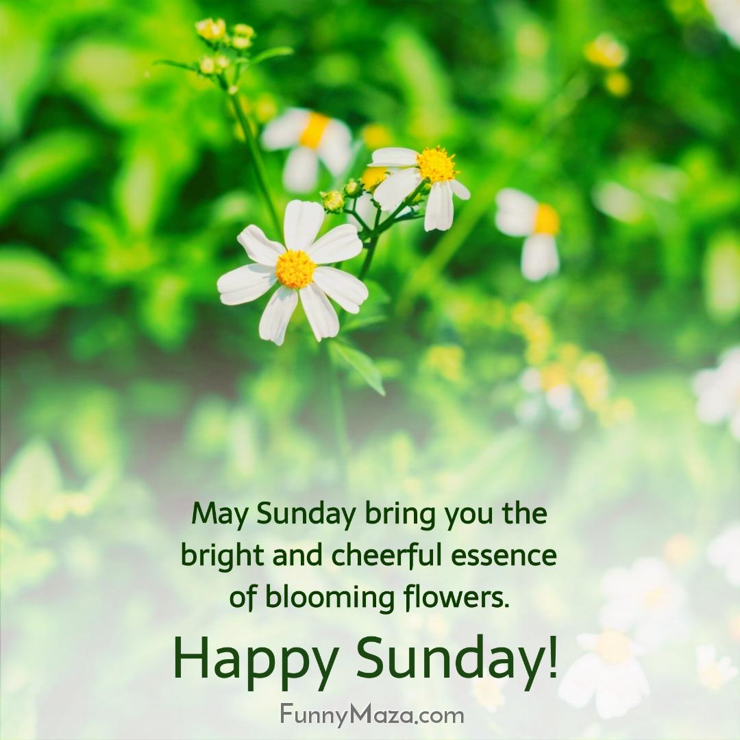 May Sunday bring you the bright and cheerful essence of blooming