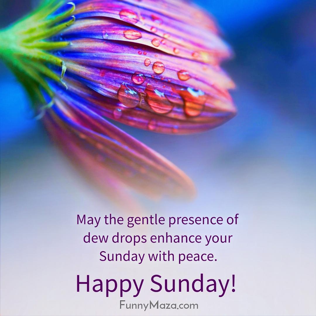 May the gentle presence of dew drops enhance your Sunday with