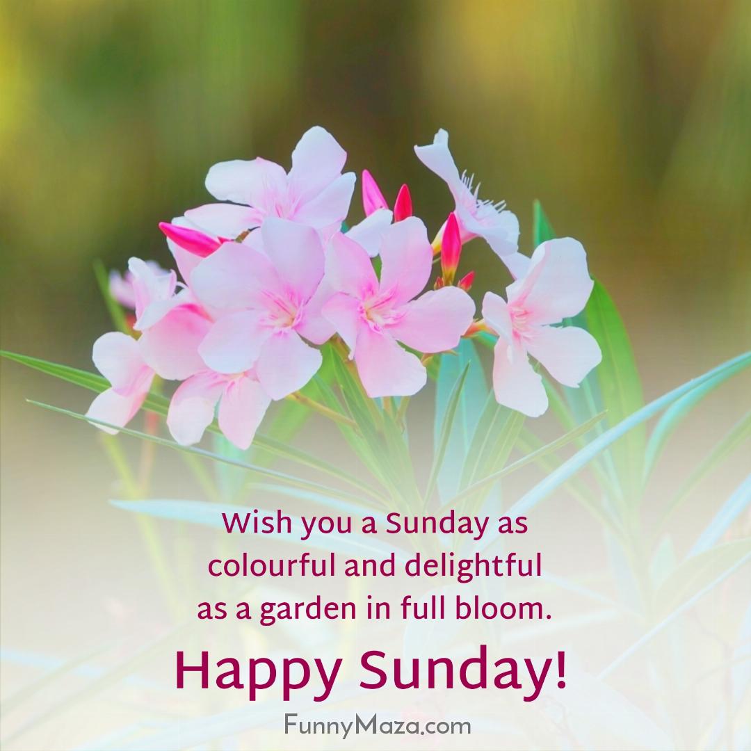 Wish you a Sunday as colourful and delightful as a garden