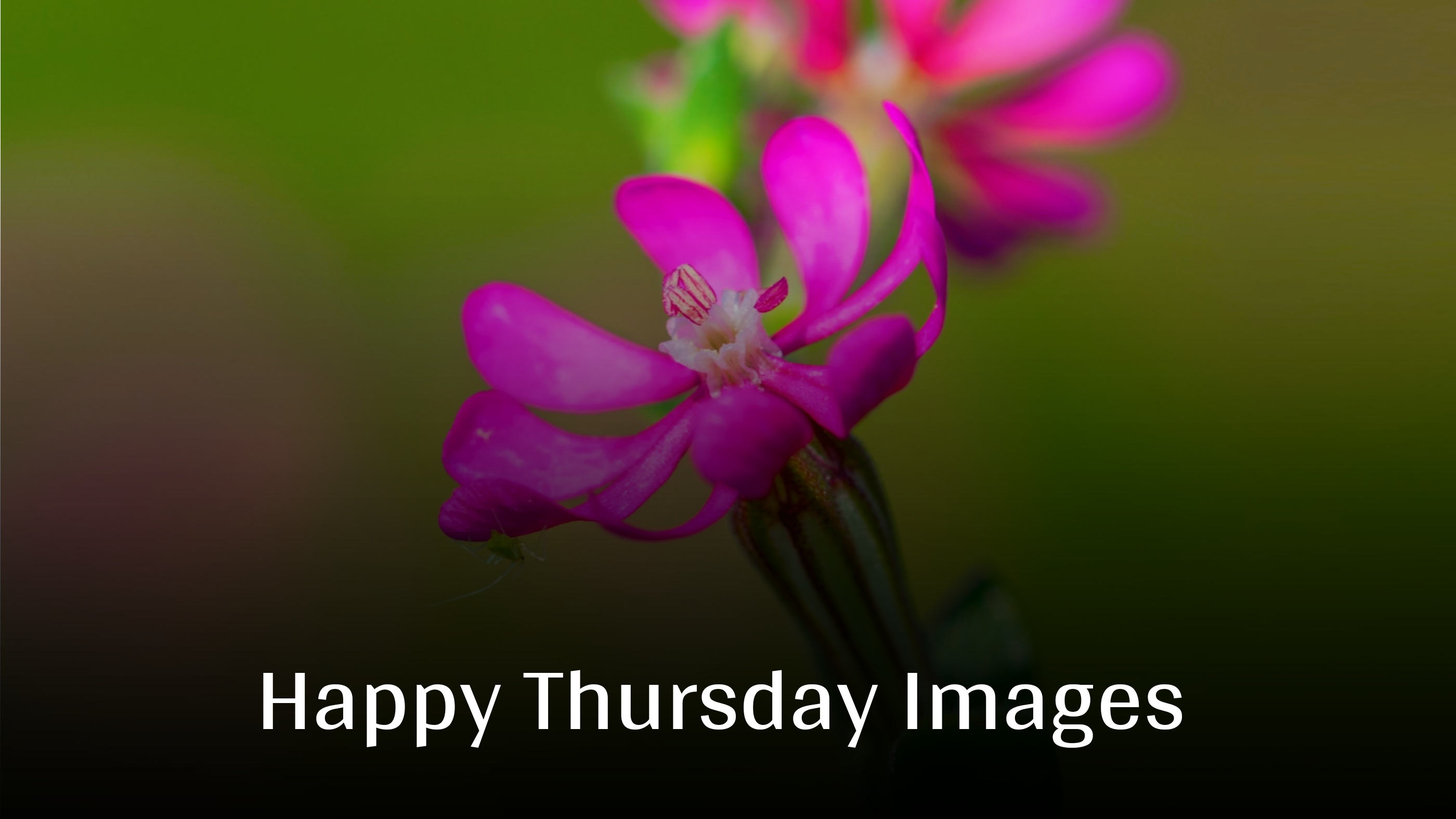 Beautiful Happy Thursday Images