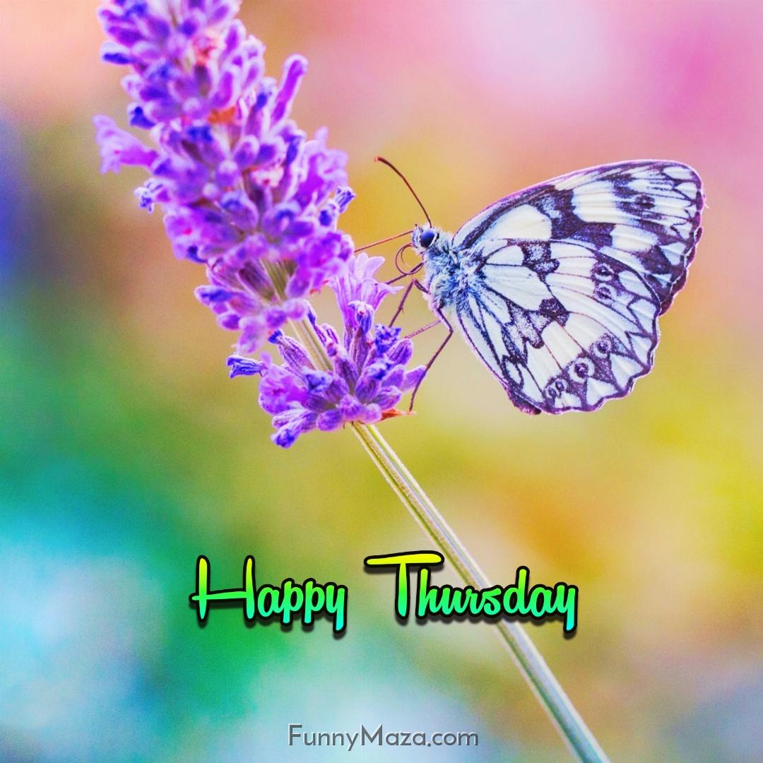 Beautiful Thursday Butterfly Images