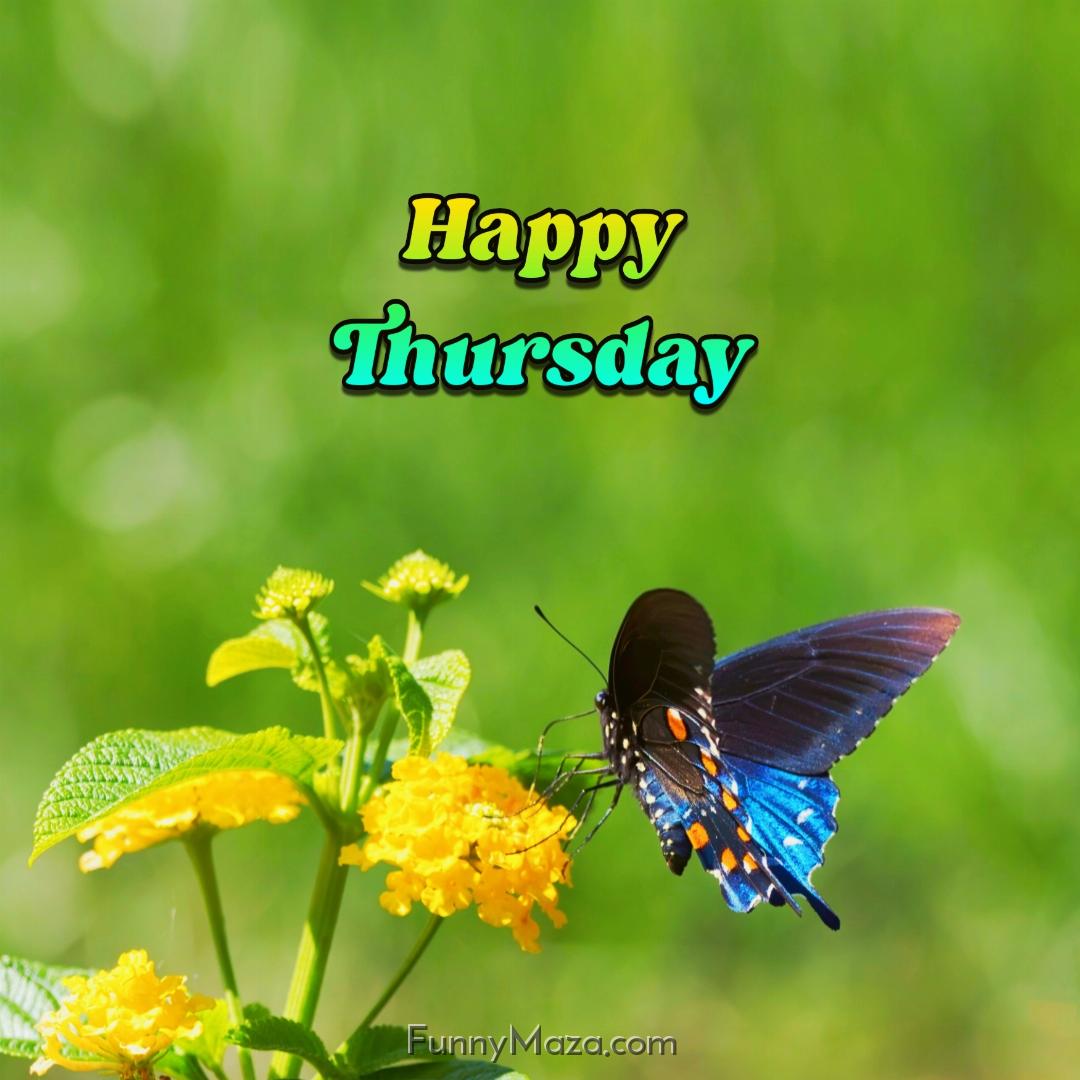 Happy Thursday Butterfly 2024 Images