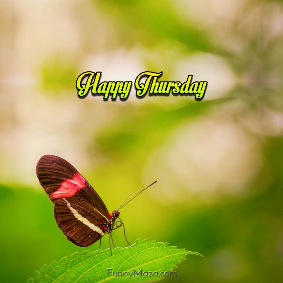 Happy Thursday Butterfly Images