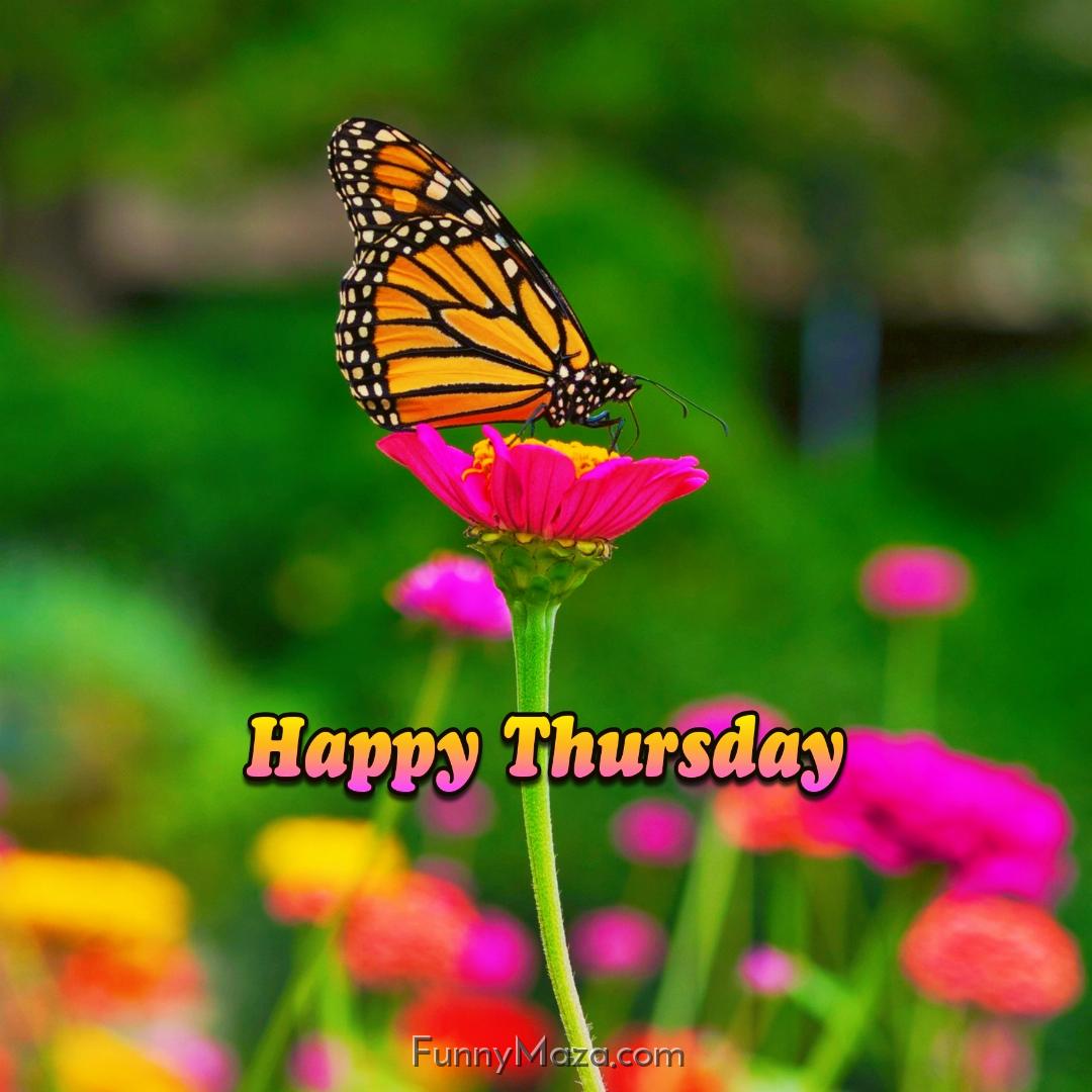 Happy Thursday Butterfly Wallpaper