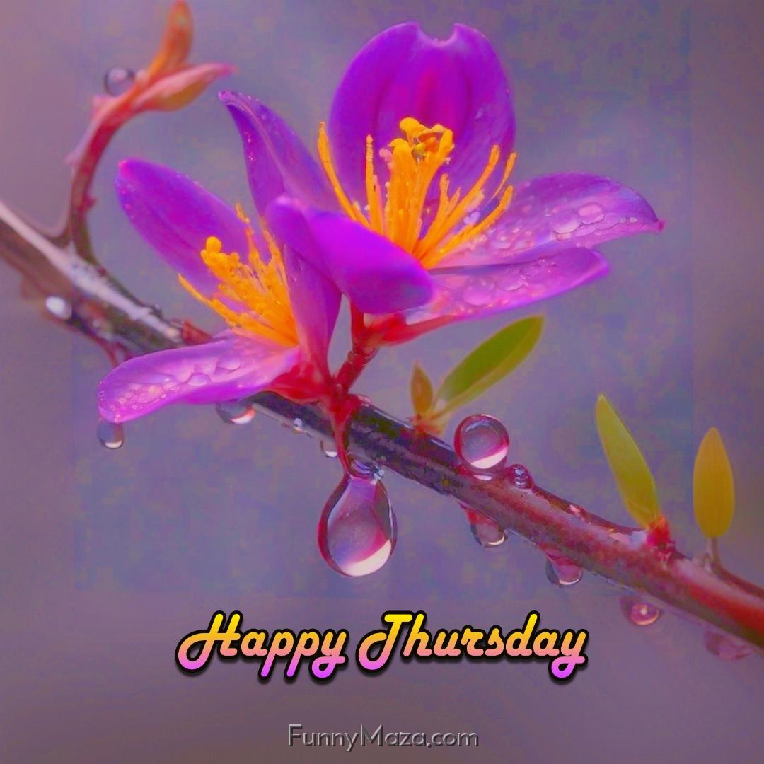 Happy Thursday Dew Drops Images