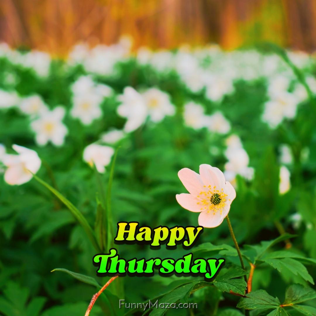 Happy Thursday Flowers Wallpaper