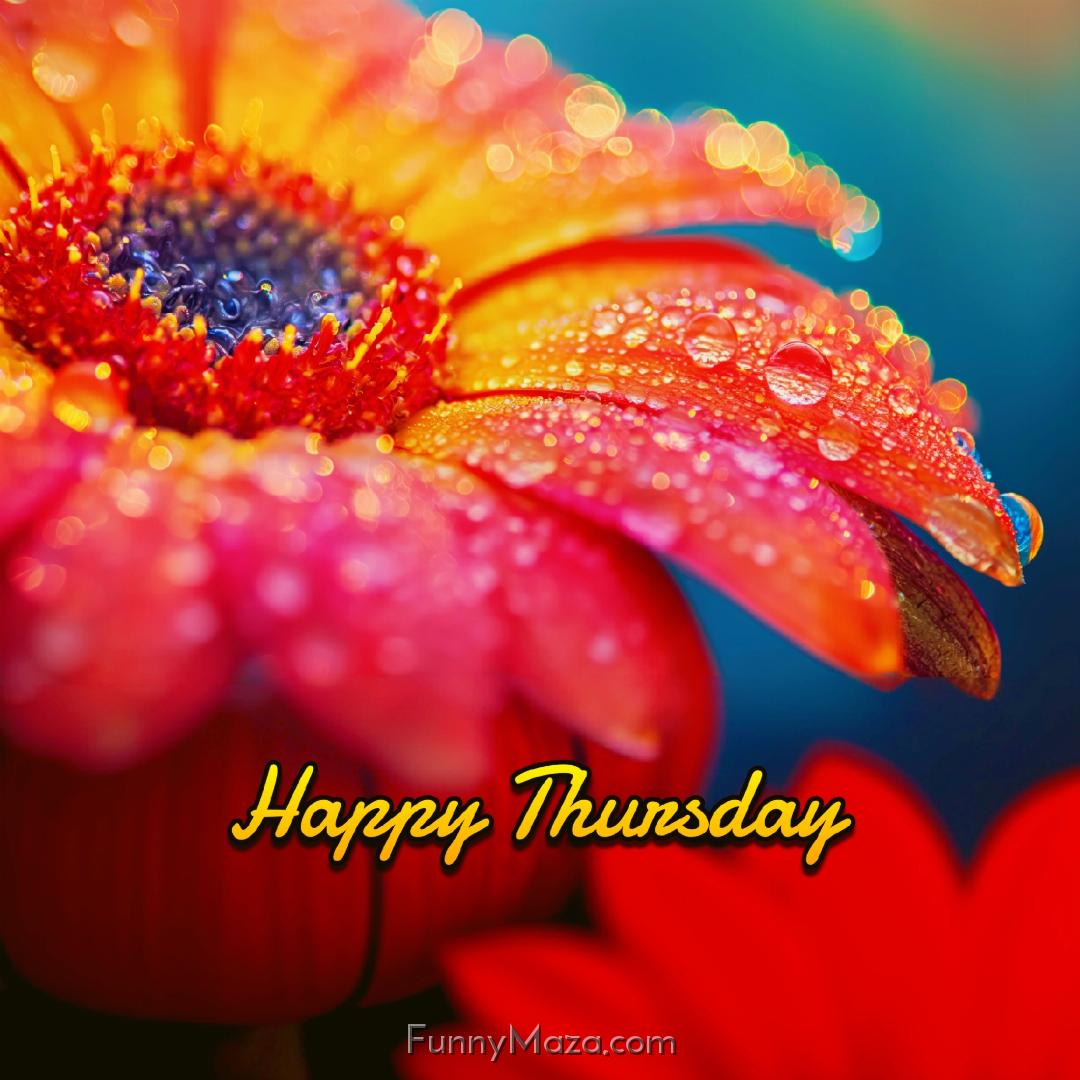 New Happy Thursday Dew Drops Images 2024 HD Download