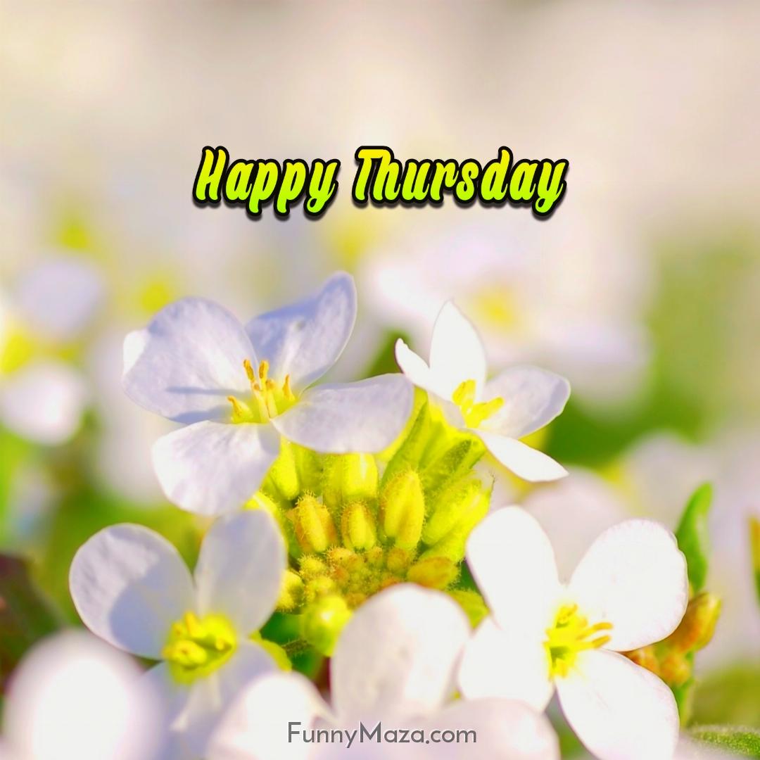 New Happy Thursday Flowers Images 2024 HD Download