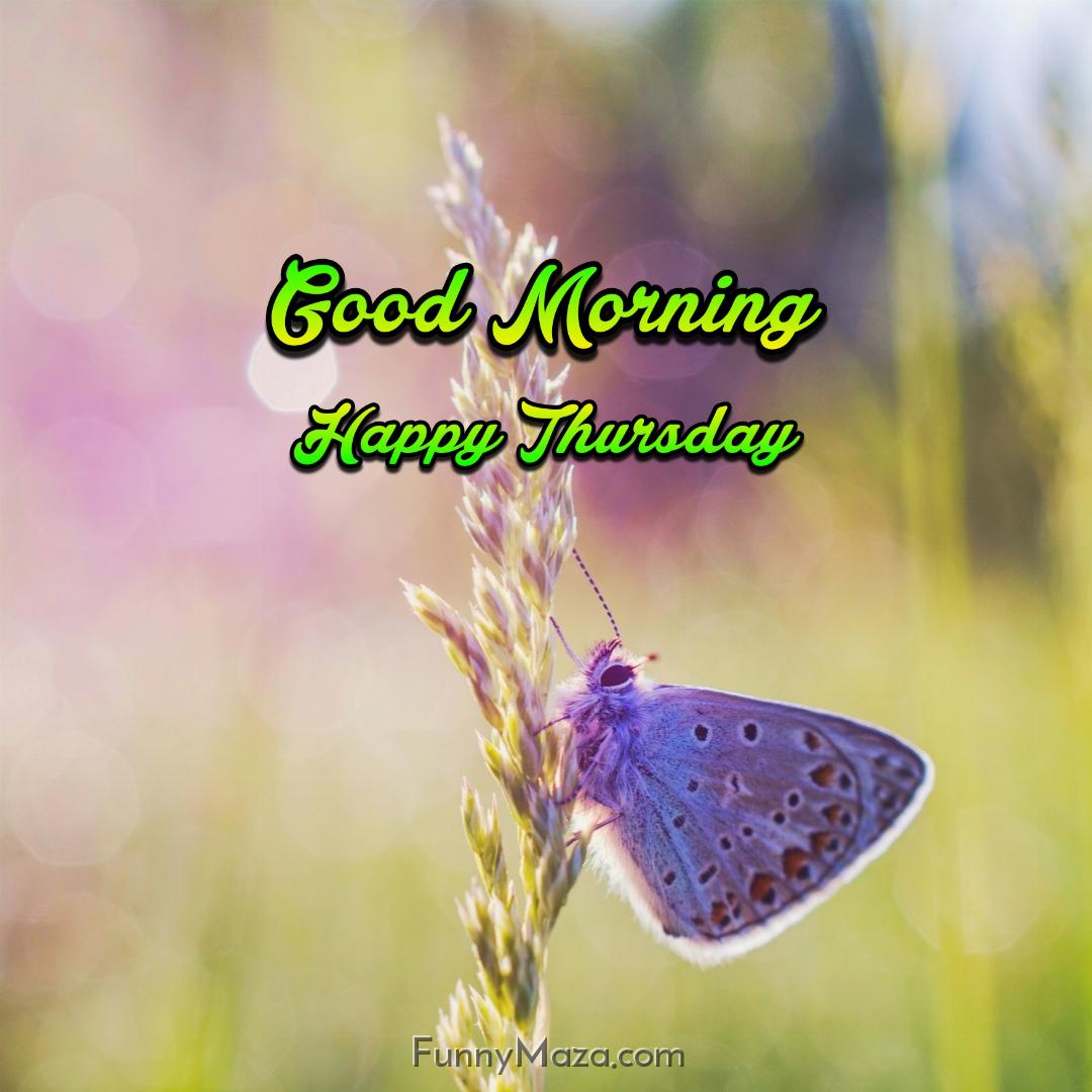 Good Morning Happy Thursday Butterfly 2024 Images