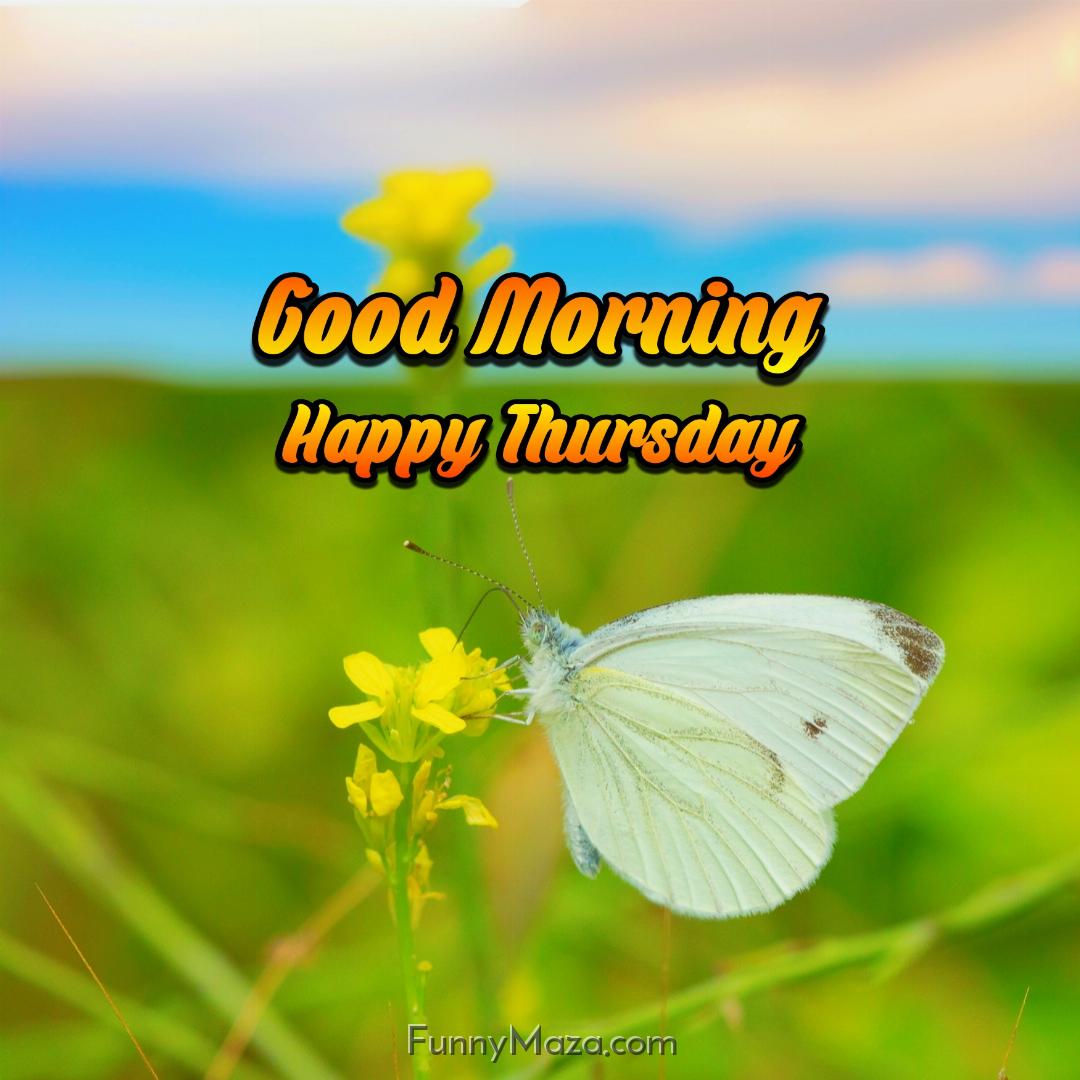 Good Morning Happy Thursday Butterfly Images