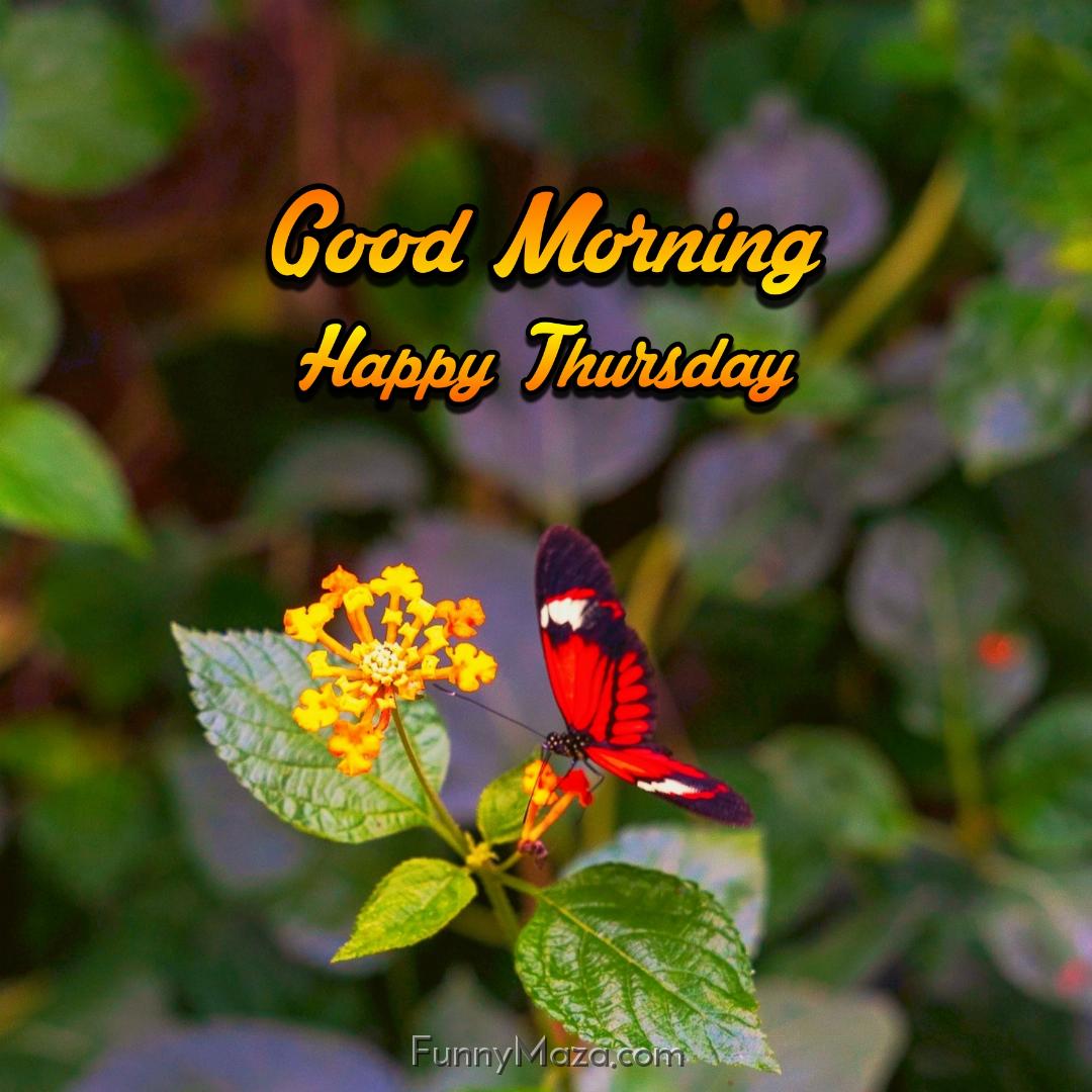 Good Morning Happy Thursday Butterfly Wallpaper