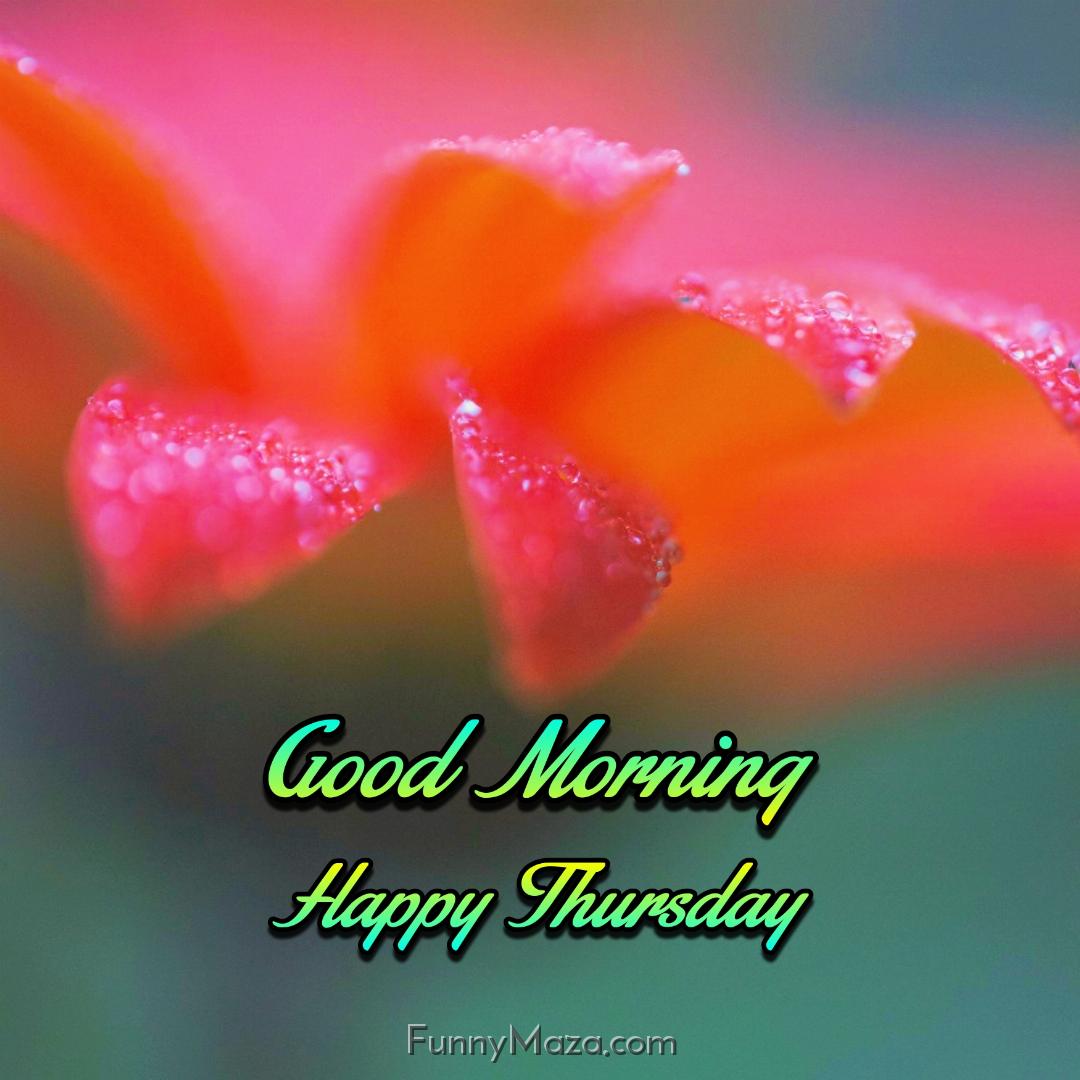 Good Morning Happy Thursday Dew Drops 2024 Images