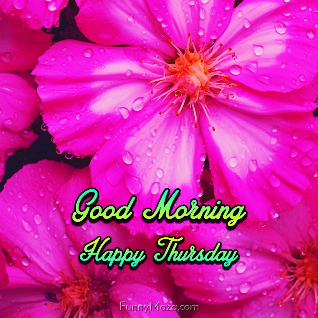 Good Morning Happy Thursday Dew Drops Wallpaper