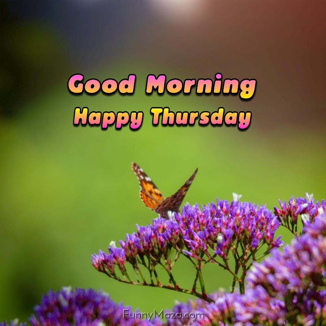 New Good Morning Happy Thursday Butterfly Images 2024 HD Download