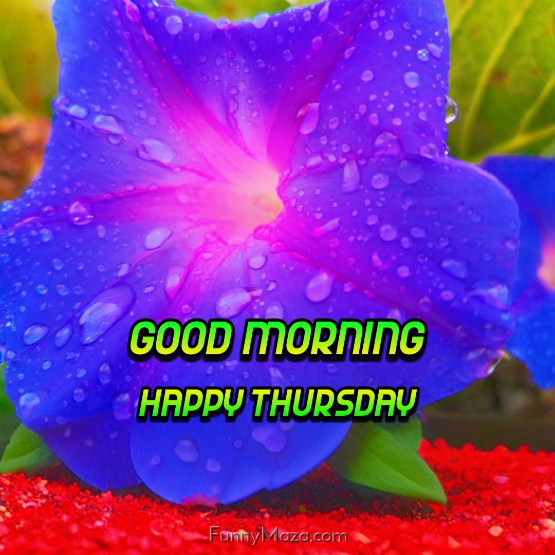 New Good Morning Happy Thursday Dew Drops Images 2024 HD Download