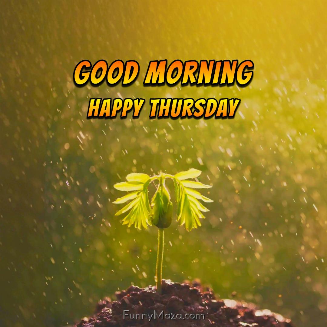 New Good Morning Happy Thursday Rainy Images 2024 HD Download