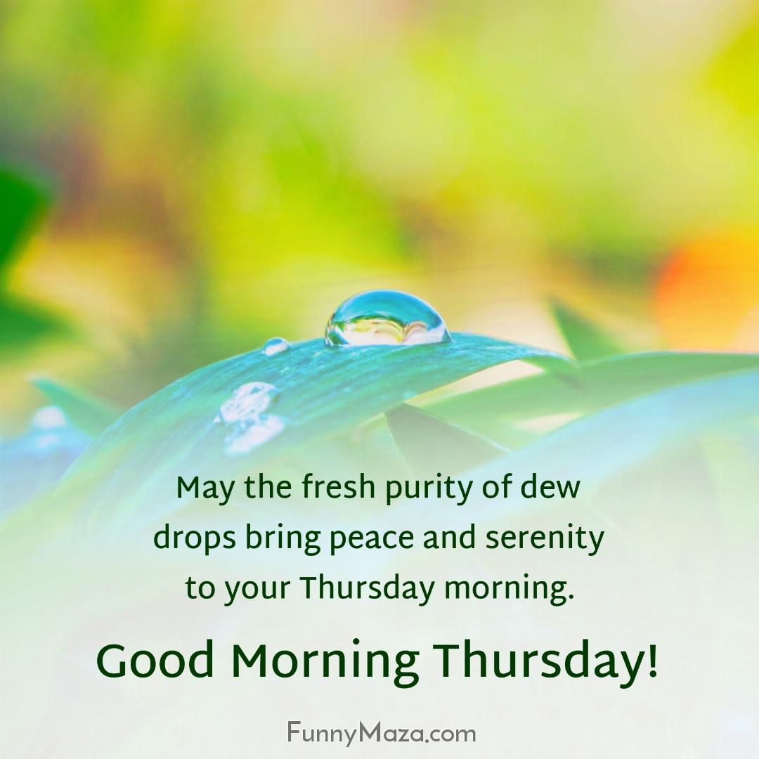 May the fresh purity of dew drops bring peace and serenity