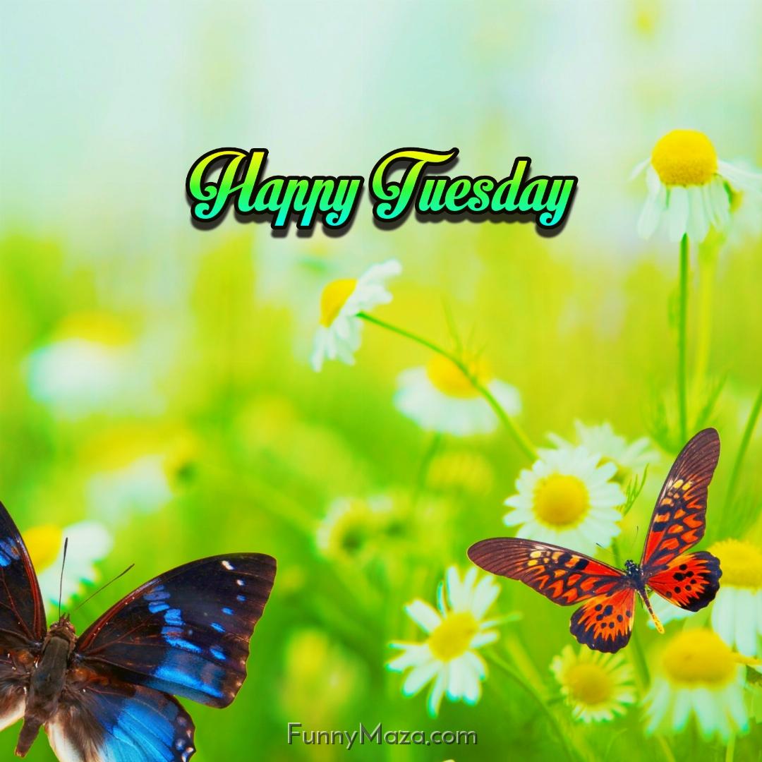 Beautiful Tuesday Butterfly Images