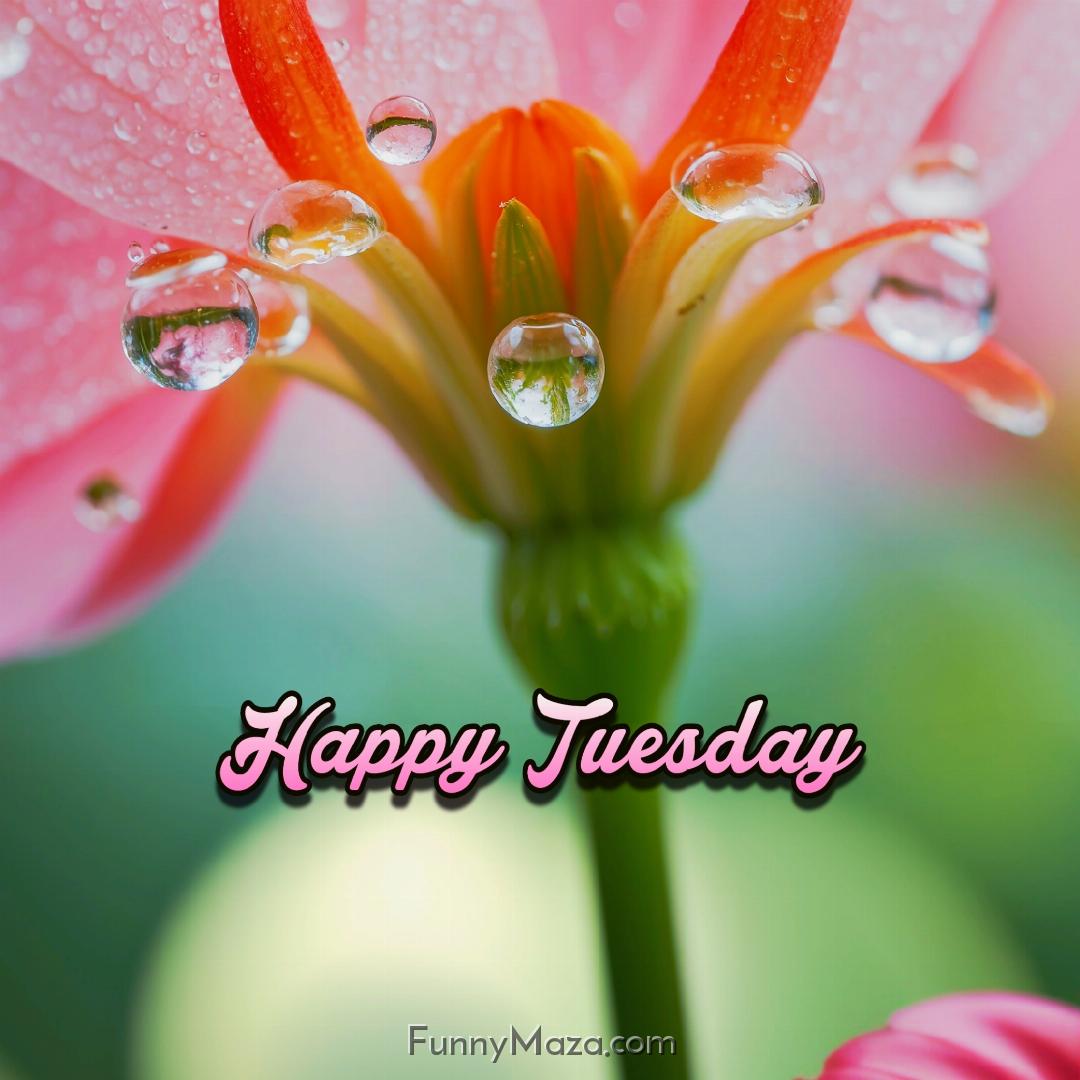 Beautiful Tuesday Dew Drops Images