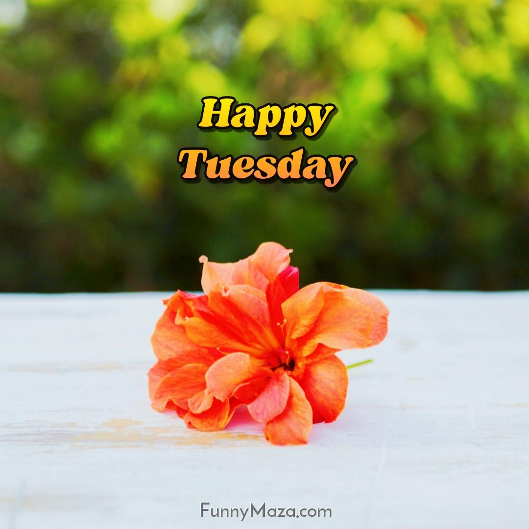 Beautiful Tuesday Flowers Images