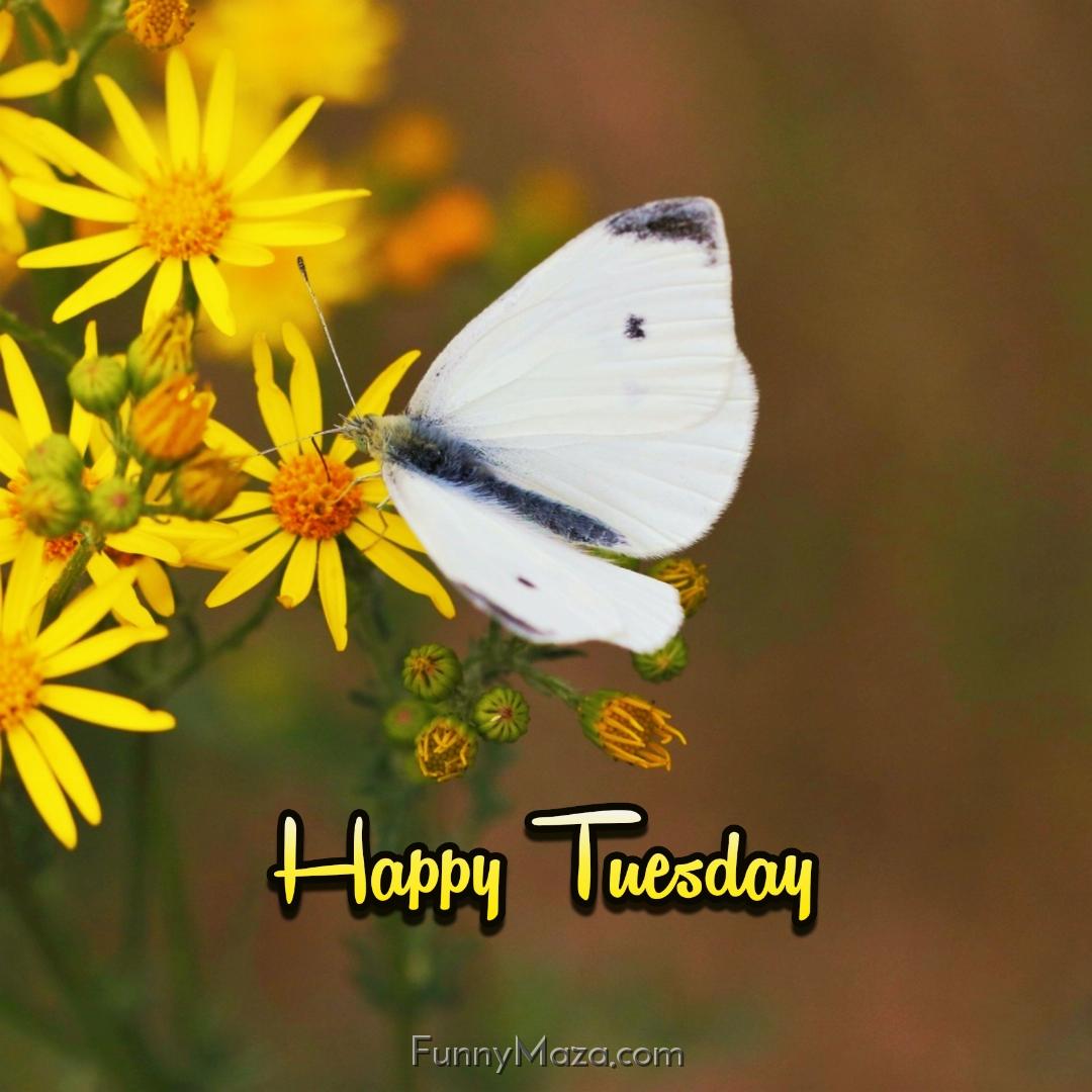 Happy Tuesday Butterfly 2024 Images