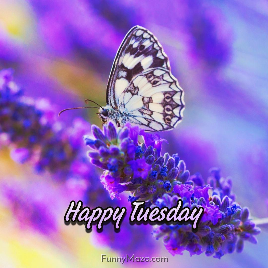 Happy Tuesday Butterfly Images