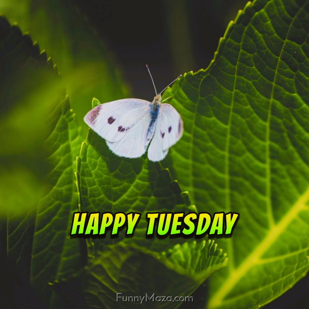 Happy Tuesday Butterfly Wallpaper