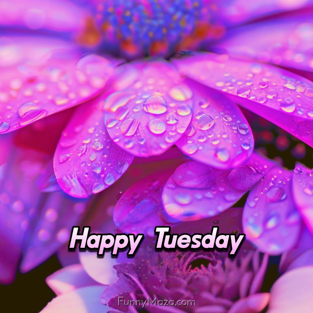 Happy Tuesday Dew Drops 2024 Images