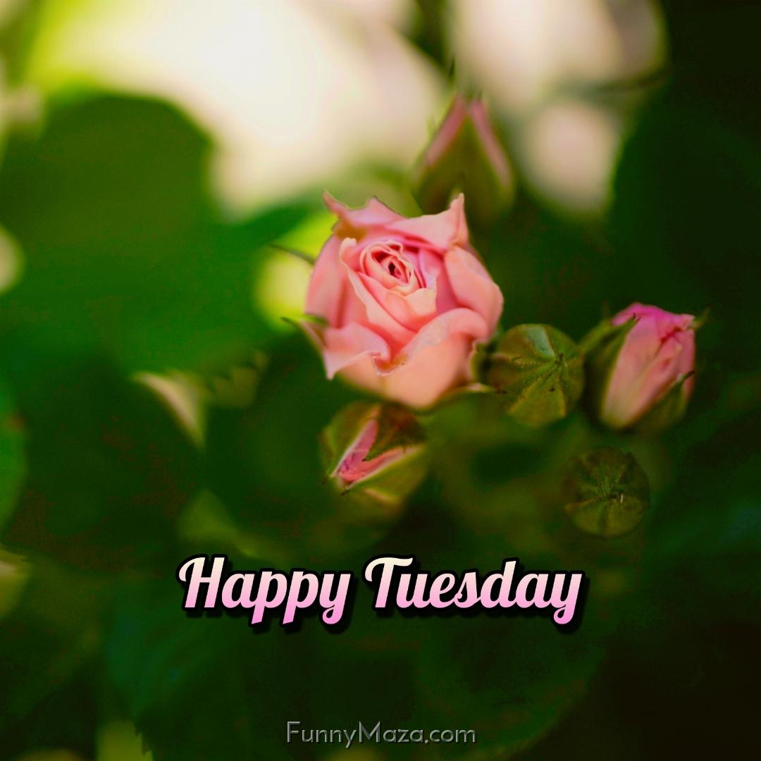 Happy Tuesday Flowers 2024 Images