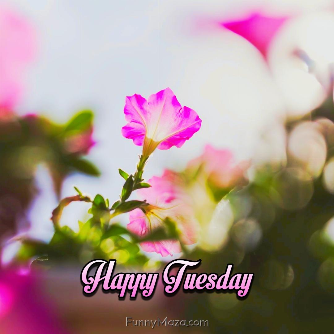 Happy Tuesday Flowers Images