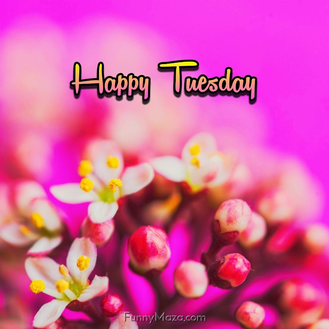 Happy Tuesday Flowers Wallpaper