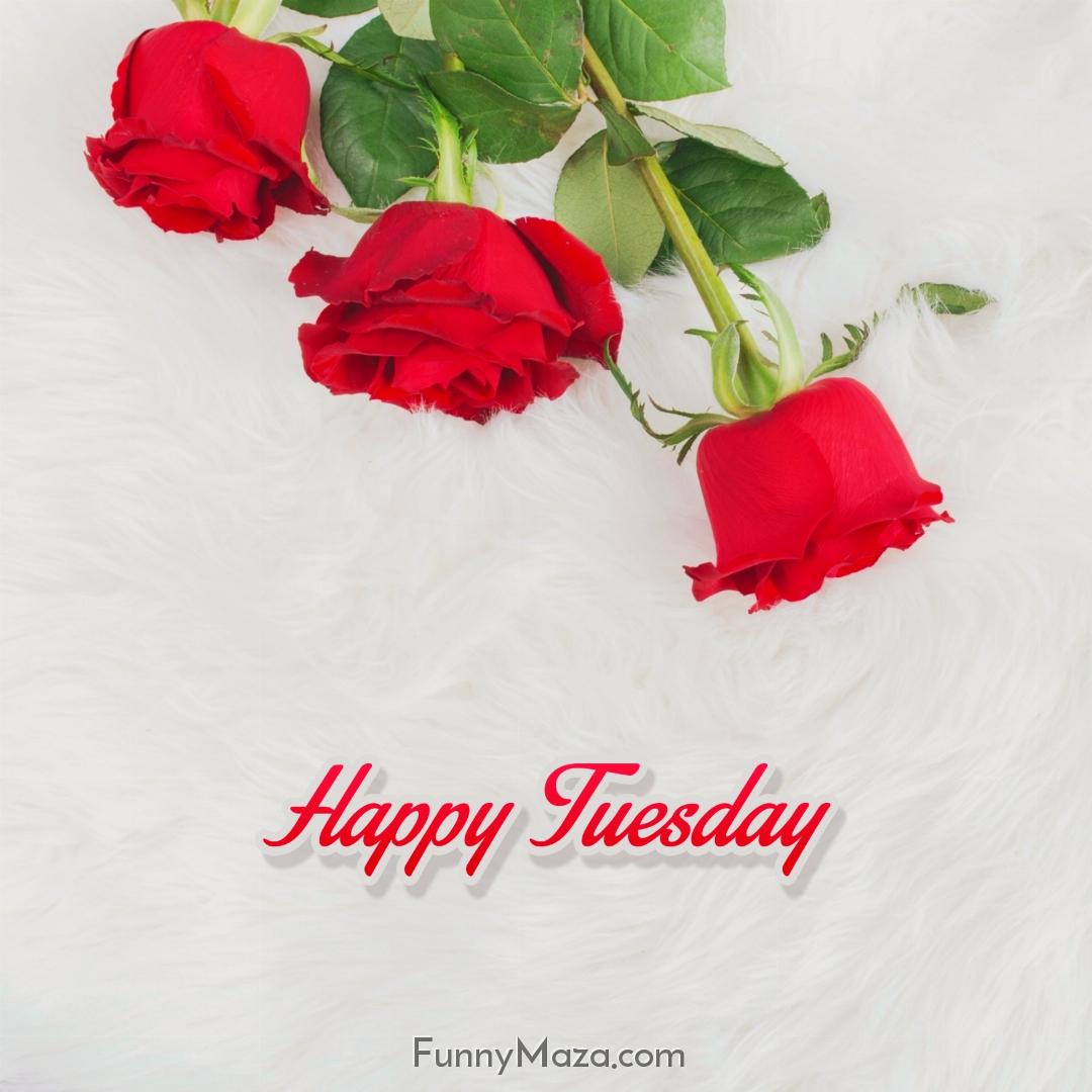 Happy Tuesday Rose Love Images