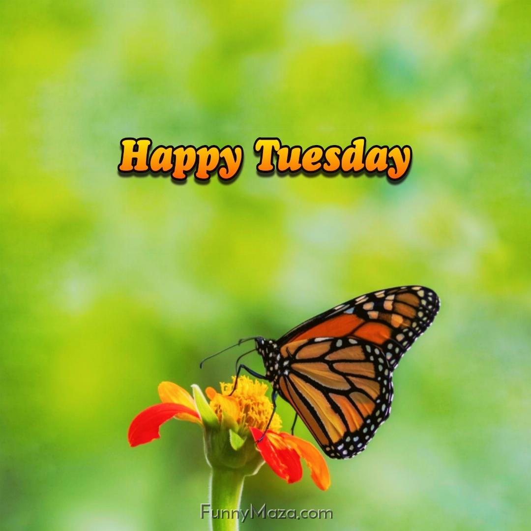 New Happy Tuesday Butterfly Images 2024 HD Download