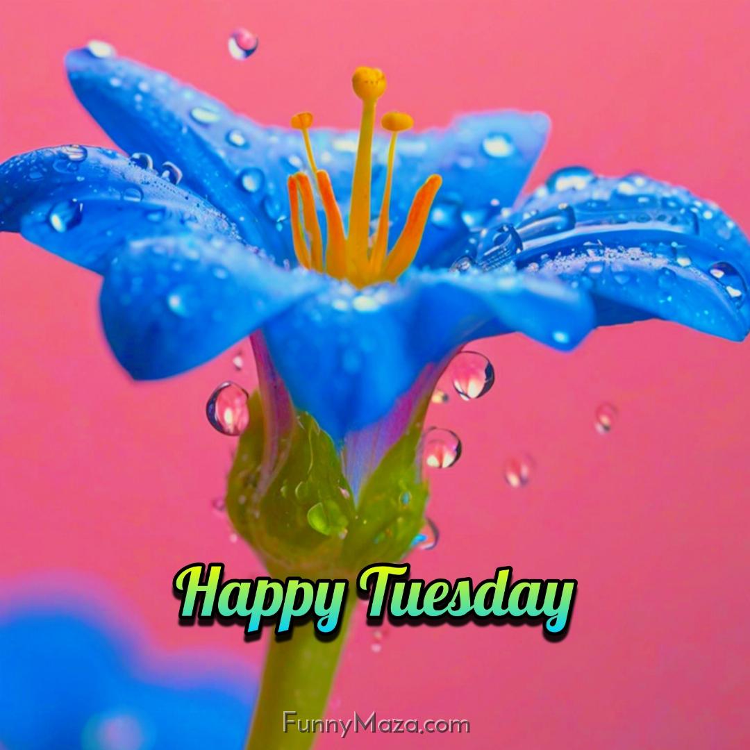 New Happy Tuesday Dew Drops Images 2024 HD Download