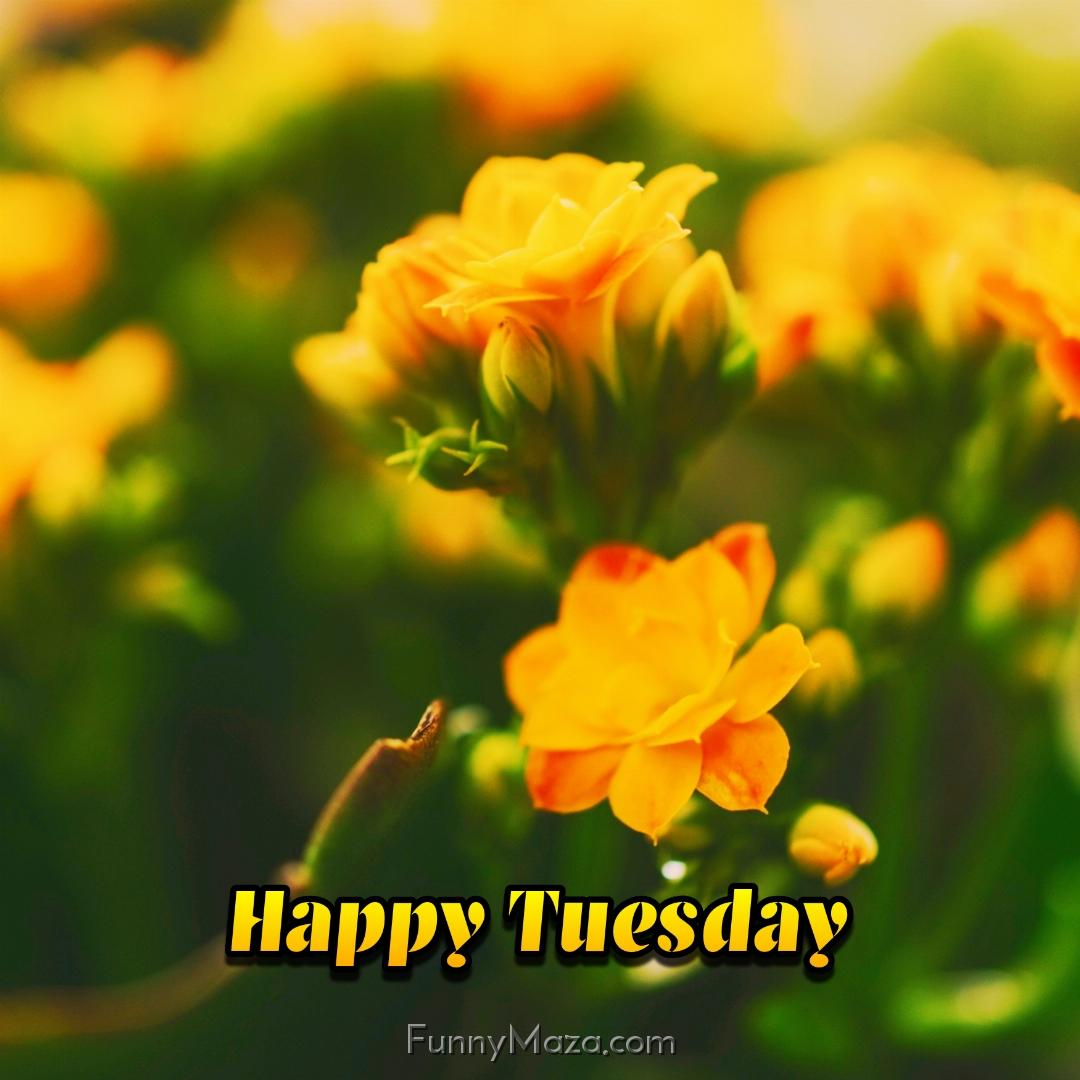 New Happy Tuesday Flowers Images 2024 HD Download