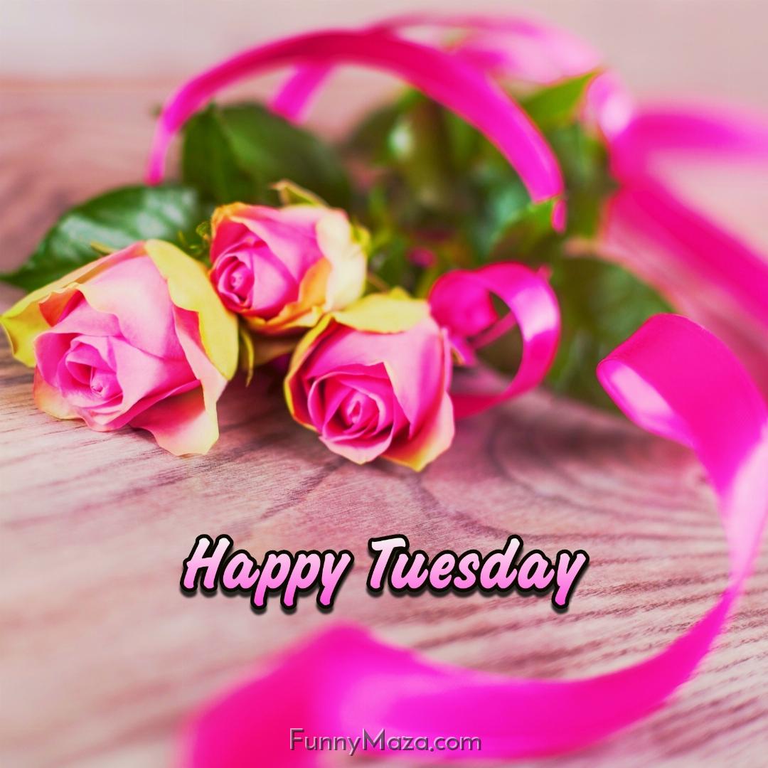 New Happy Tuesday Rose Love Images 2024 HD Download