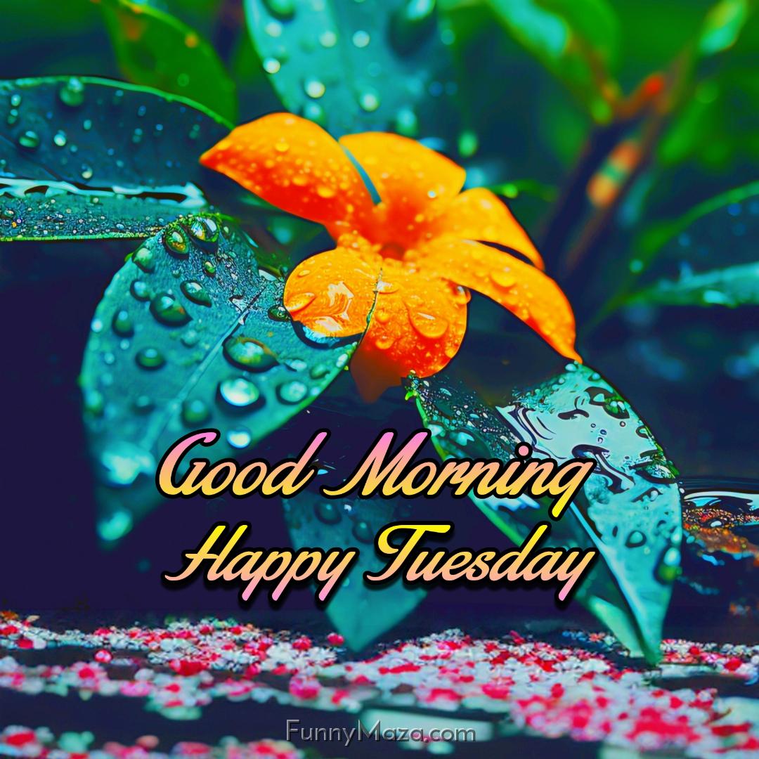 Beautiful Good Morning Happy Tuesday Dew Drops Photos