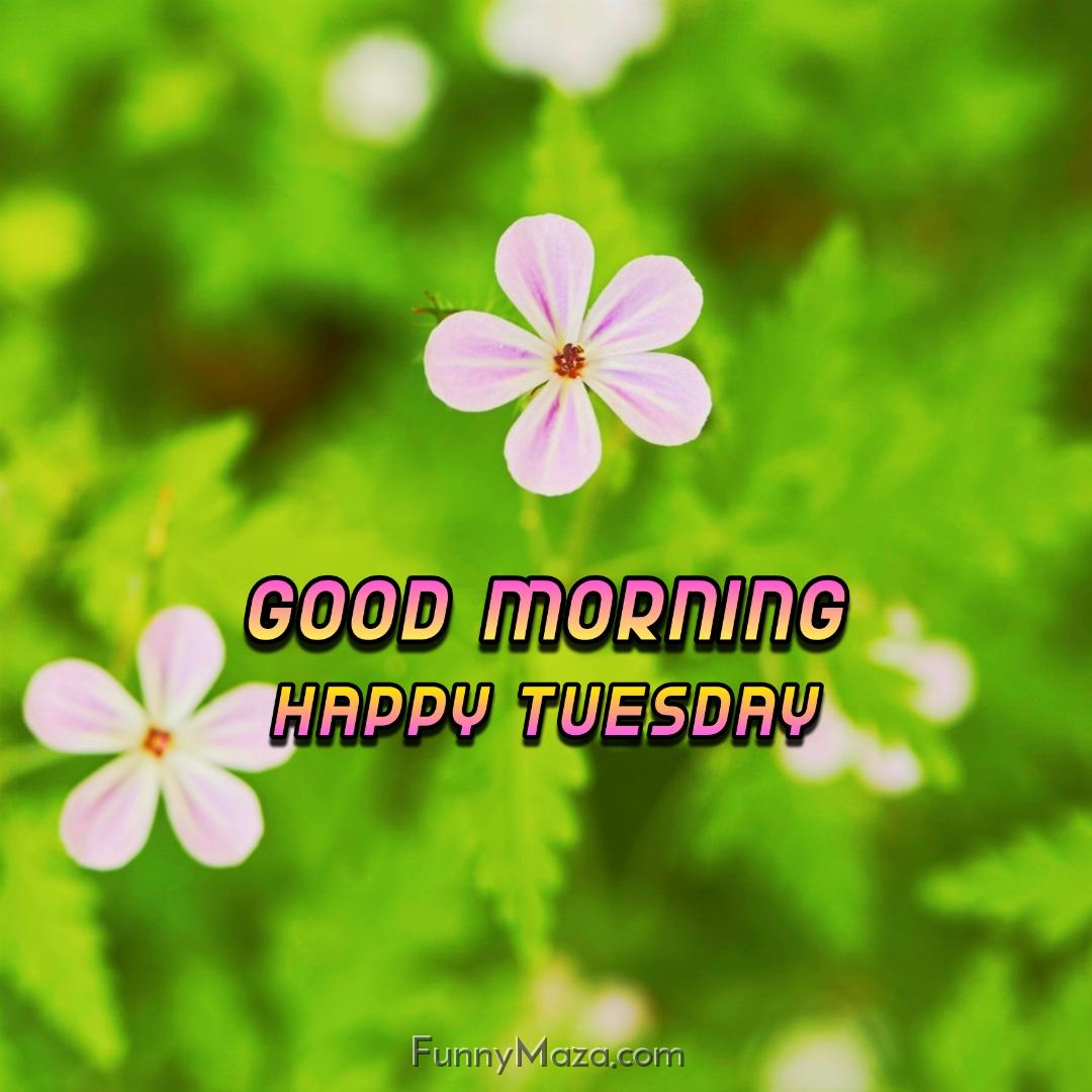 Beautiful Good Morning Happy Tuesday Flowers Photos