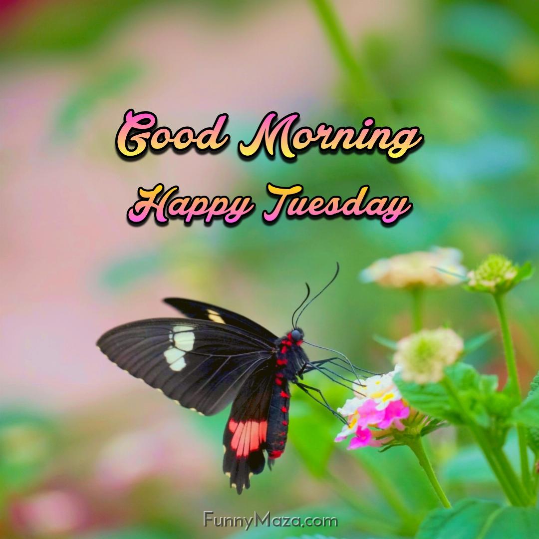 Good Morning Happy Tuesday Butterfly 2024 Images