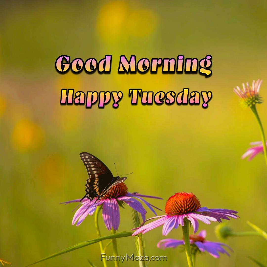 Good Morning Happy Tuesday Butterfly Images