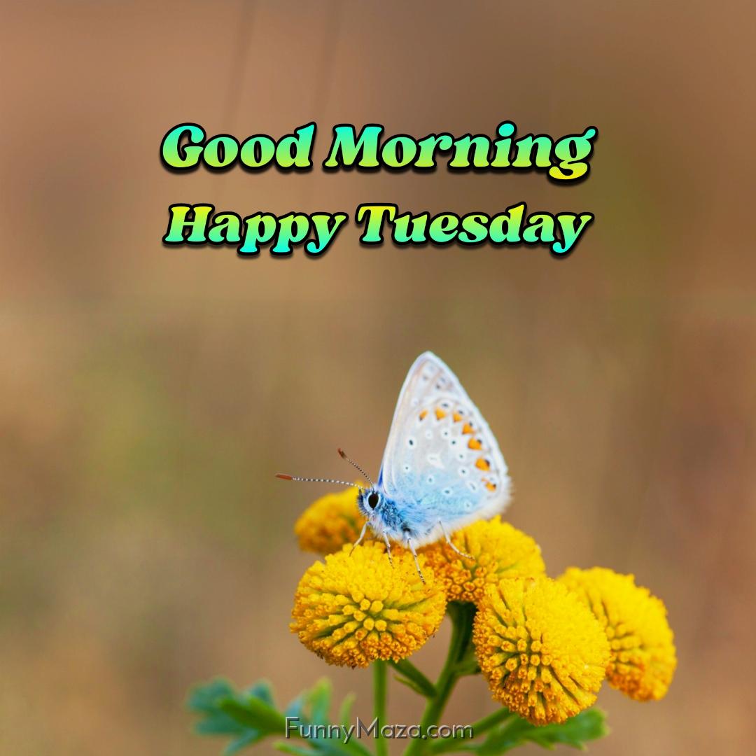 Good Morning Happy Tuesday Butterfly Wallpaper