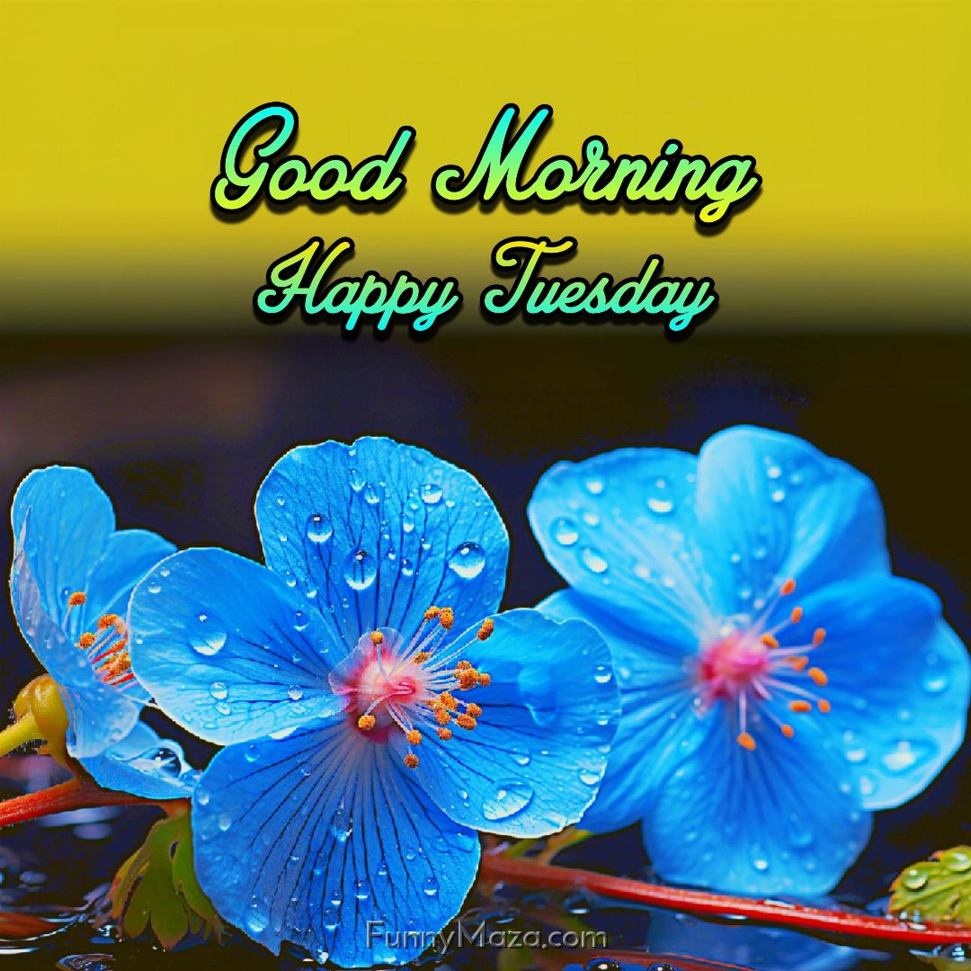 Good Morning Happy Tuesday Dew Drops Images