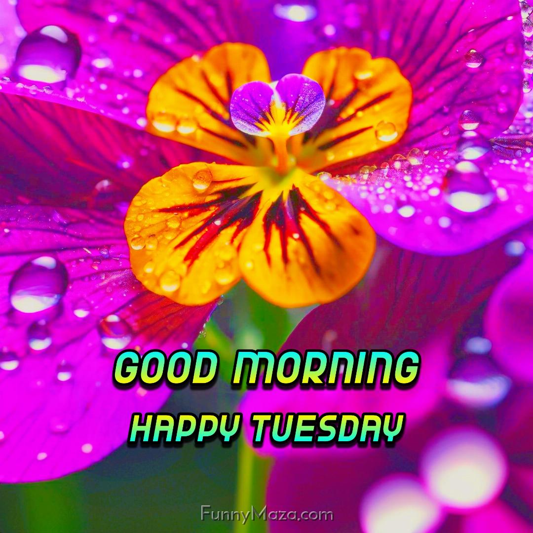 Good Morning Happy Tuesday Dew Drops Wallpaper