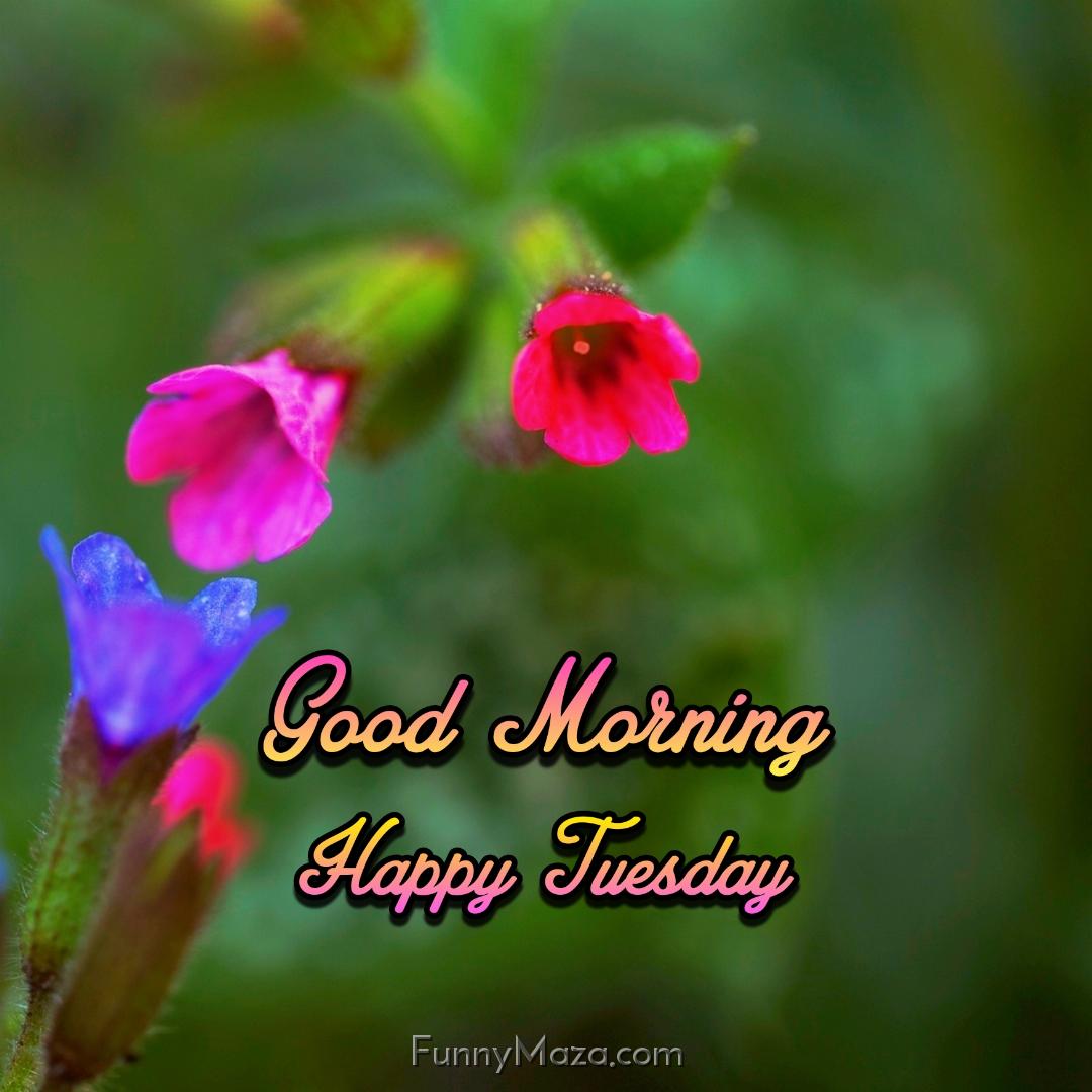 Good Morning Happy Tuesday Flowers 2024 Images