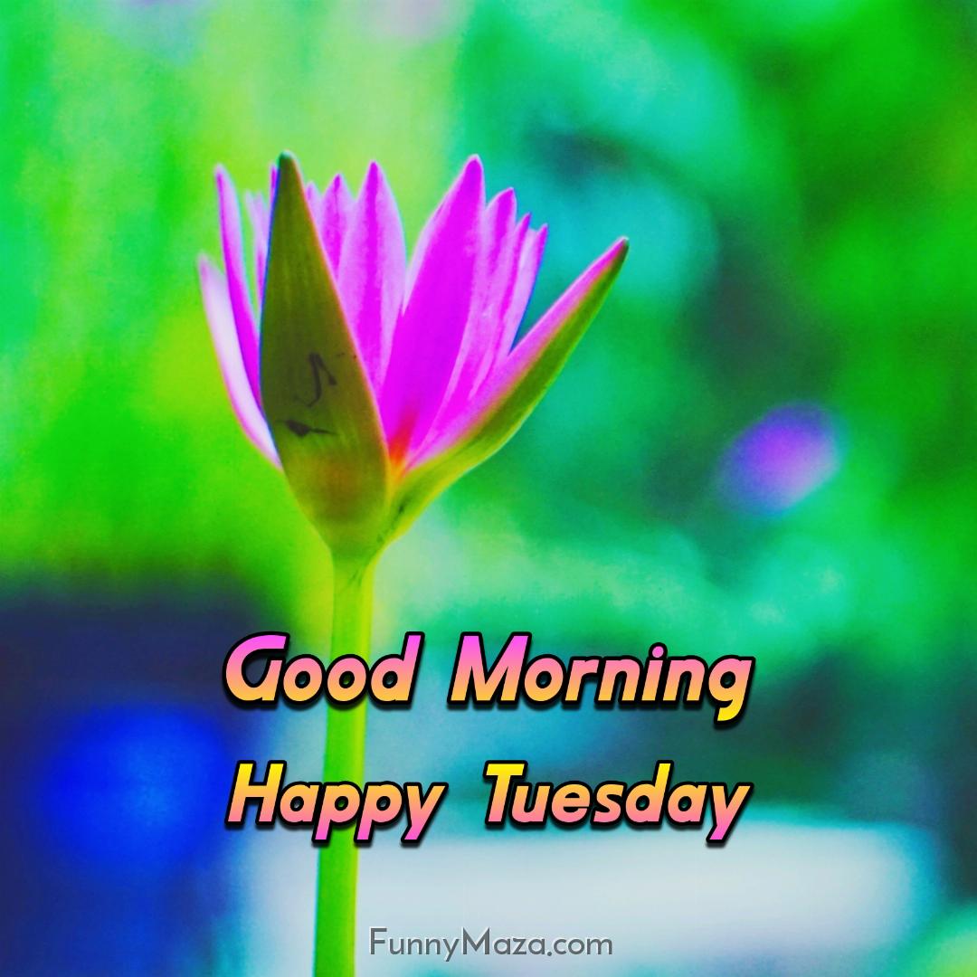 Good Morning Happy Tuesday Flowers Images