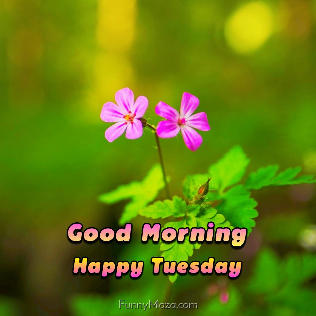 Good Morning Happy Tuesday Flowers Wallpaper